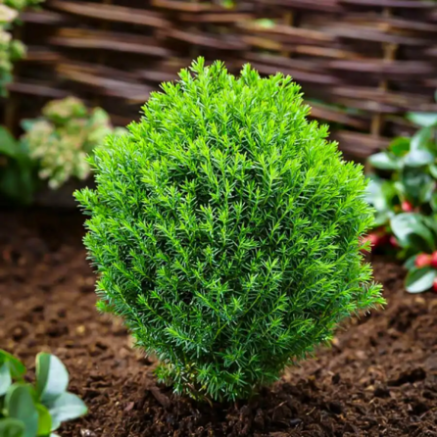 Туя западная Тедди